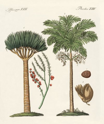 Plants from Hot Countries by German School