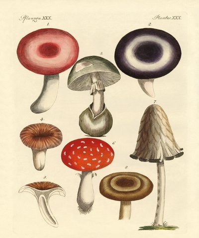 Poisonous German Mushrooms by German School