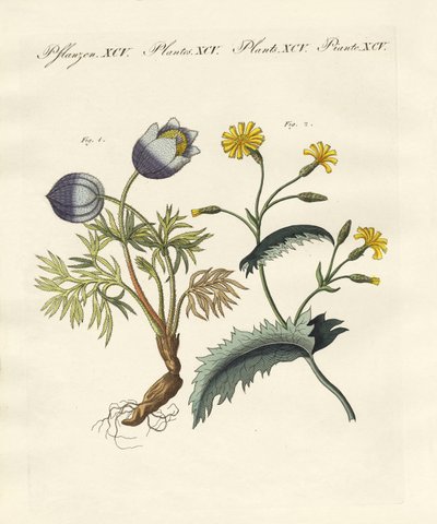 Poisonous German plants by German School