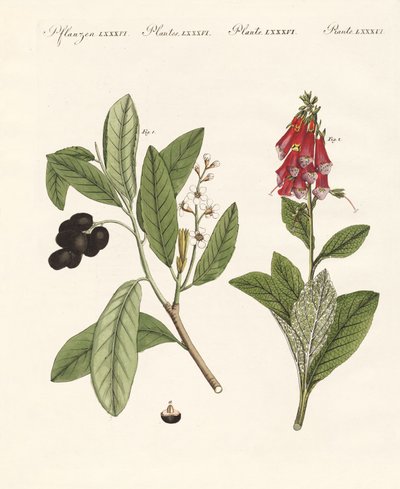 Poisonous Plants by German School