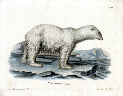 Polar Bear by German School