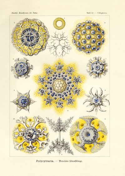 Polycyttaria by German School