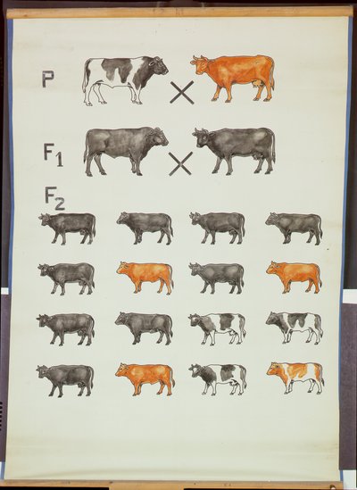 Poster demonstrating Mendel