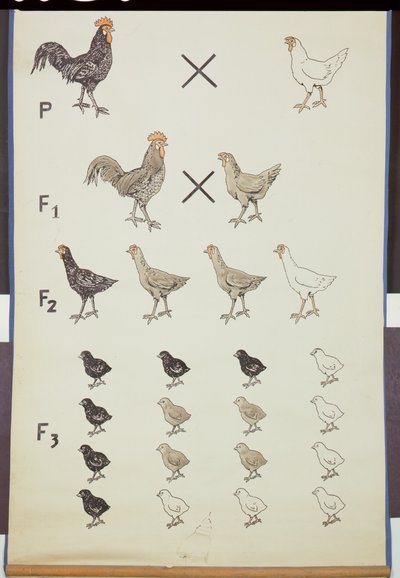 Poster demonstrating Mendel
