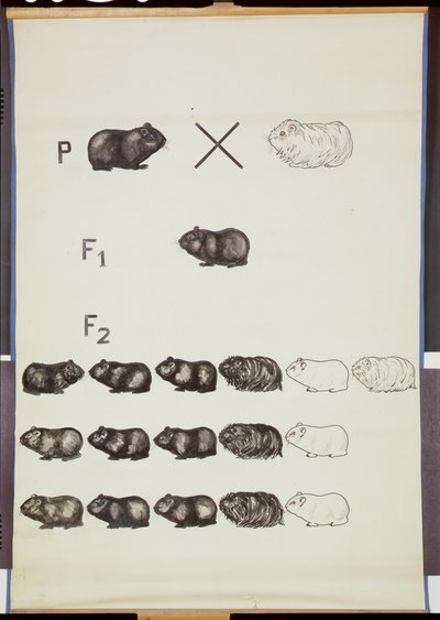 Poster demonstrating Mendel