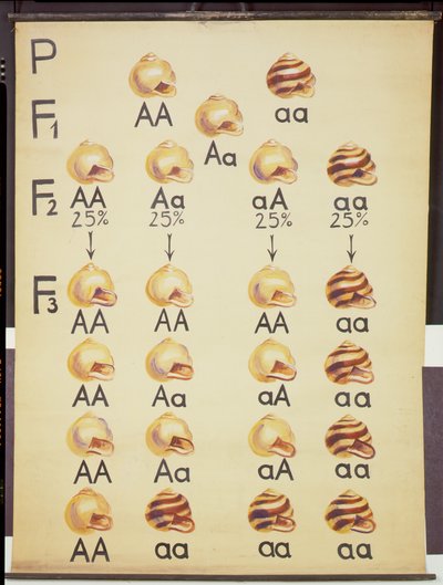 Poster of Cepea Snails by German School