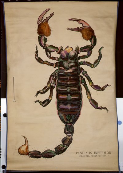 Poster of a Pandinus imperator by German School