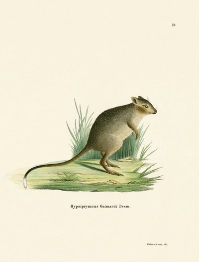 Potoroo by German School