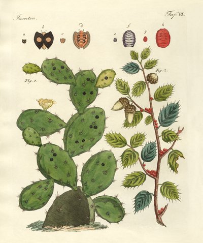 Precious Insects by German School