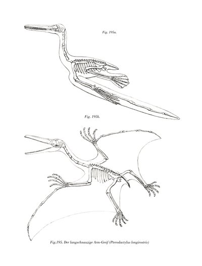 Pterodactyl by German School