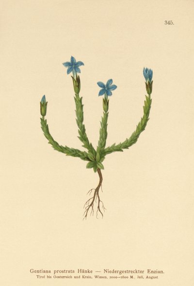 Pygmy Gentian by German School