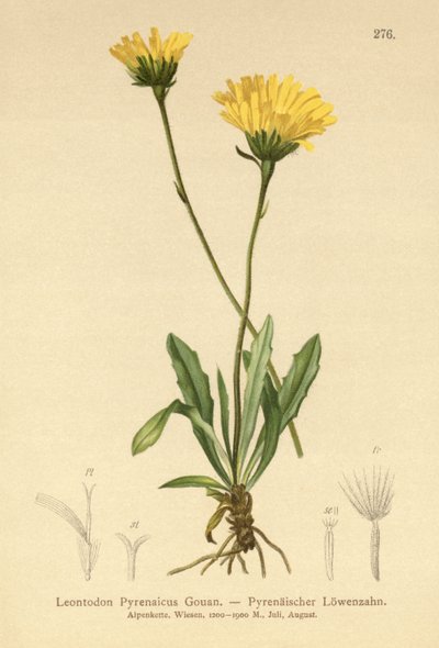 Pyrenean Hawkbit by German School