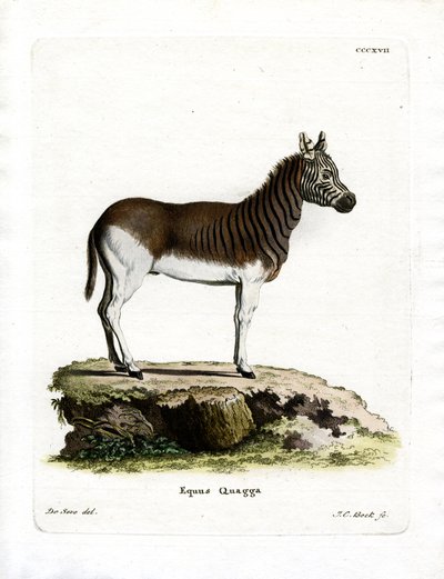 Quagga by German School