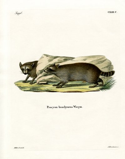 Raccoon by German School