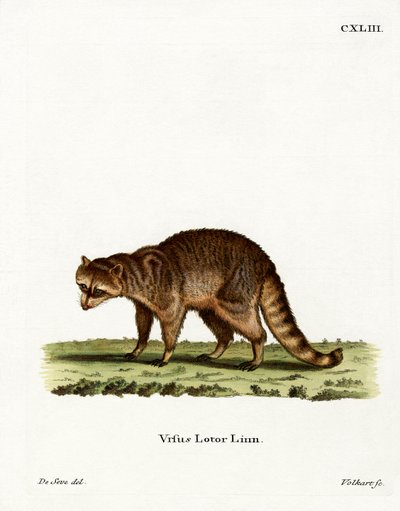 Raccoon by German School