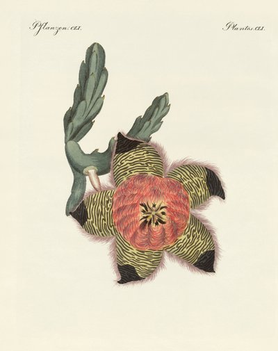Rare African plants by German School