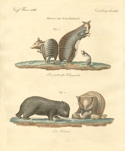 Rare animals in Australia by German School