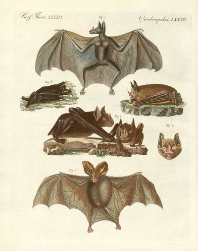 Rare bats by German School