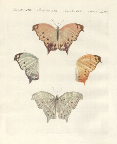 Rare butterflies by German School