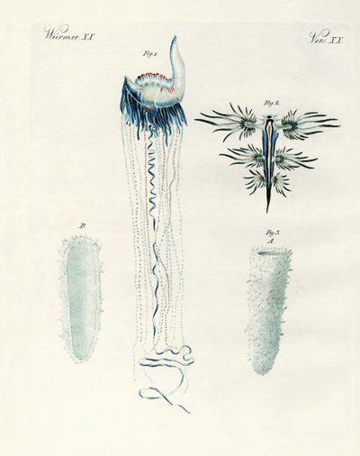 Rare Kinds of Molluscs by German School