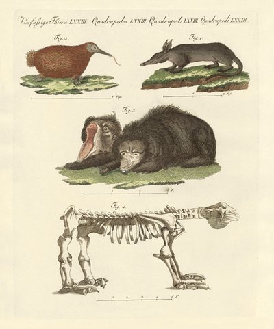 Rare Mammals by German School