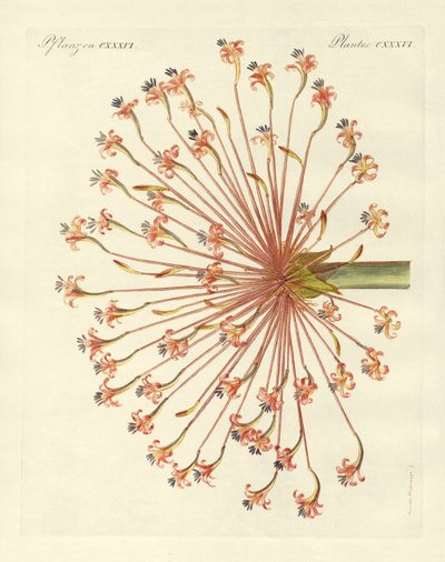 Rare Ornamental Plants (coloured engraving) by German School