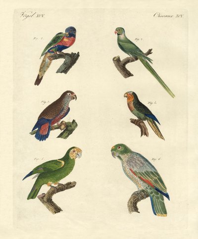 Rare parrots by German School