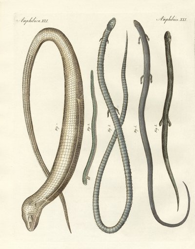 Rare Reptiles by German School