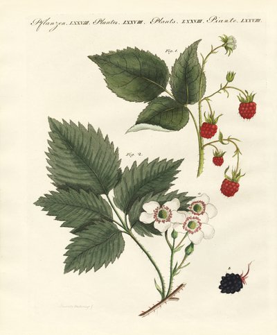 Raspberries and Blackberries by German School