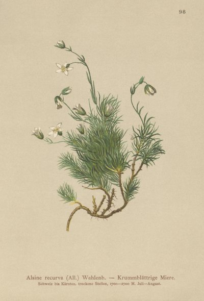 Recurved Sandwort by German School