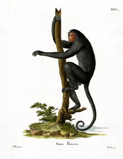 Red-faced Spider Monkey by German School