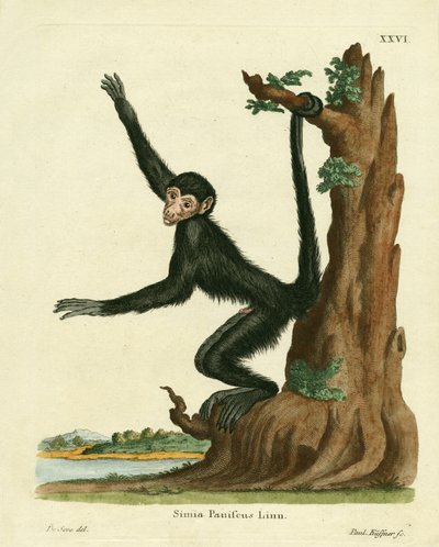 Red-faced Spider Monkey by German School