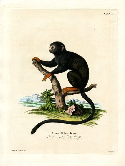 Red-handed Tamarin by German School