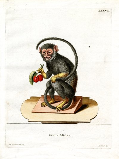 Red-handed Tamarin by German School