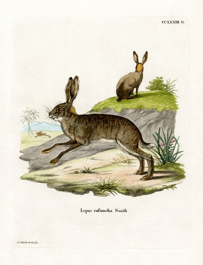 Red-necked Scrub Hare by German School