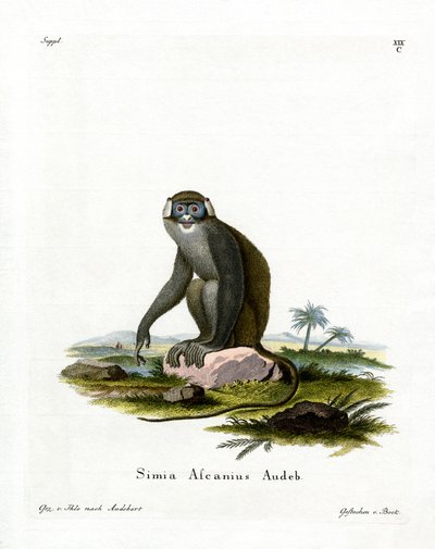 Red-tailed Monkey by German School