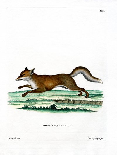 Red Fox by German School