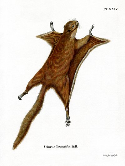 Red Giant Flying Squirrel by German School