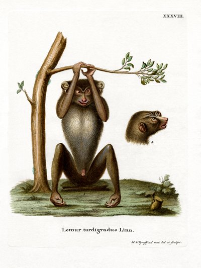 Red Slender Loris by German School