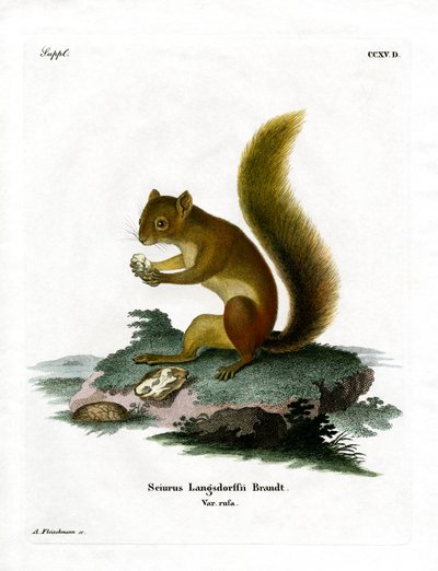 Red Squirrel by German School