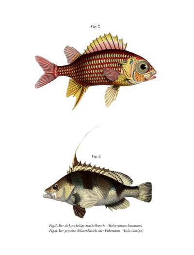 Red Squirrelfish by German School