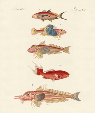 Red Fish by German School