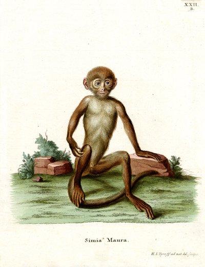 Rhesus Macaque by German School