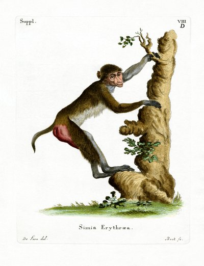 Rhesus Macaque by German School