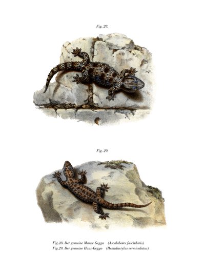 Ringed Wall Gecko by German School