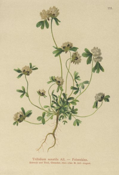 Rock Clover by German School