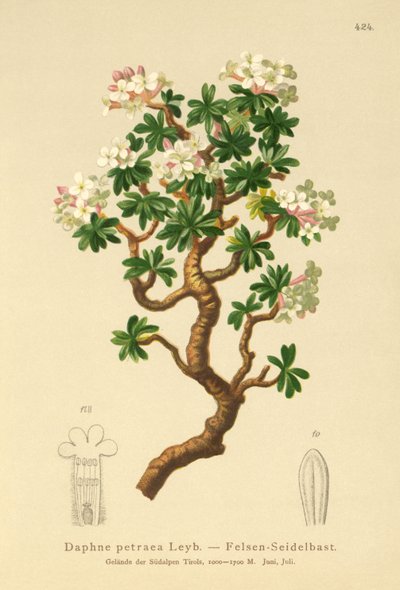 Rock Daphne by German School
