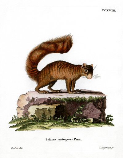 Rock Squirrel by German School