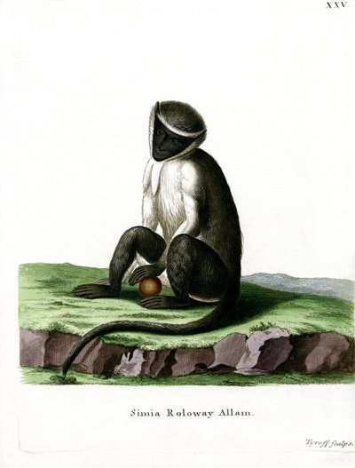 Roloway Guenon by German School