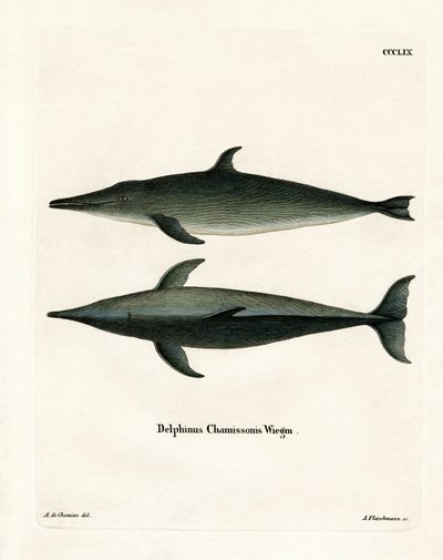 Rough-toothed Dolphin by German School